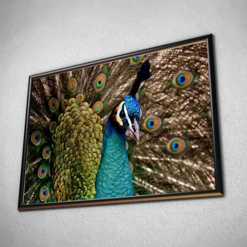 Tableau Décoratif Paon Vue de Face en affiche dans un cadre noir, vue inclinée sur un mur gris