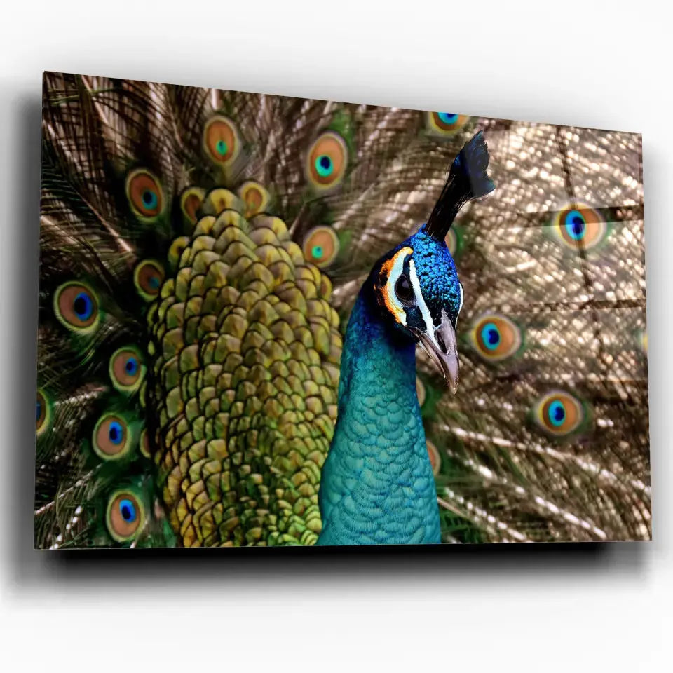 Tableau Décoratif Paon Vue de Face en verre acrylique, vue inclinée sur fond blanc