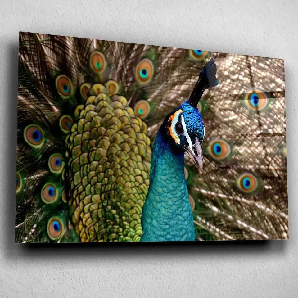 Tableau Décoratif Paon Vue de Face en verre acrylique, vue inclinée sur un mur gris clair
