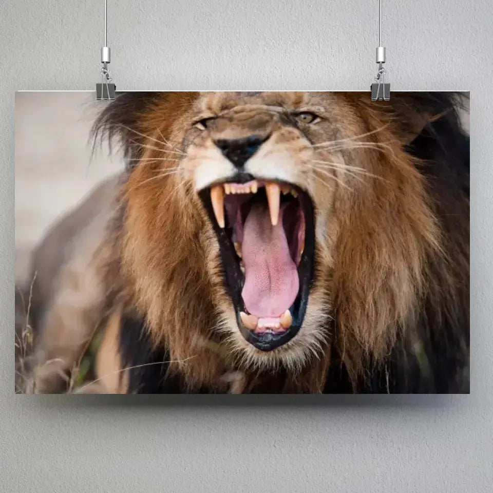 Tableau Décoratif Lion Rugissant en affiche suspendue par des pinces sur un mur gris